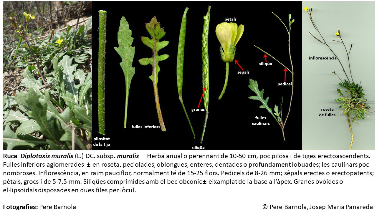 fitxa_Diplotaxis_muralis_muralis