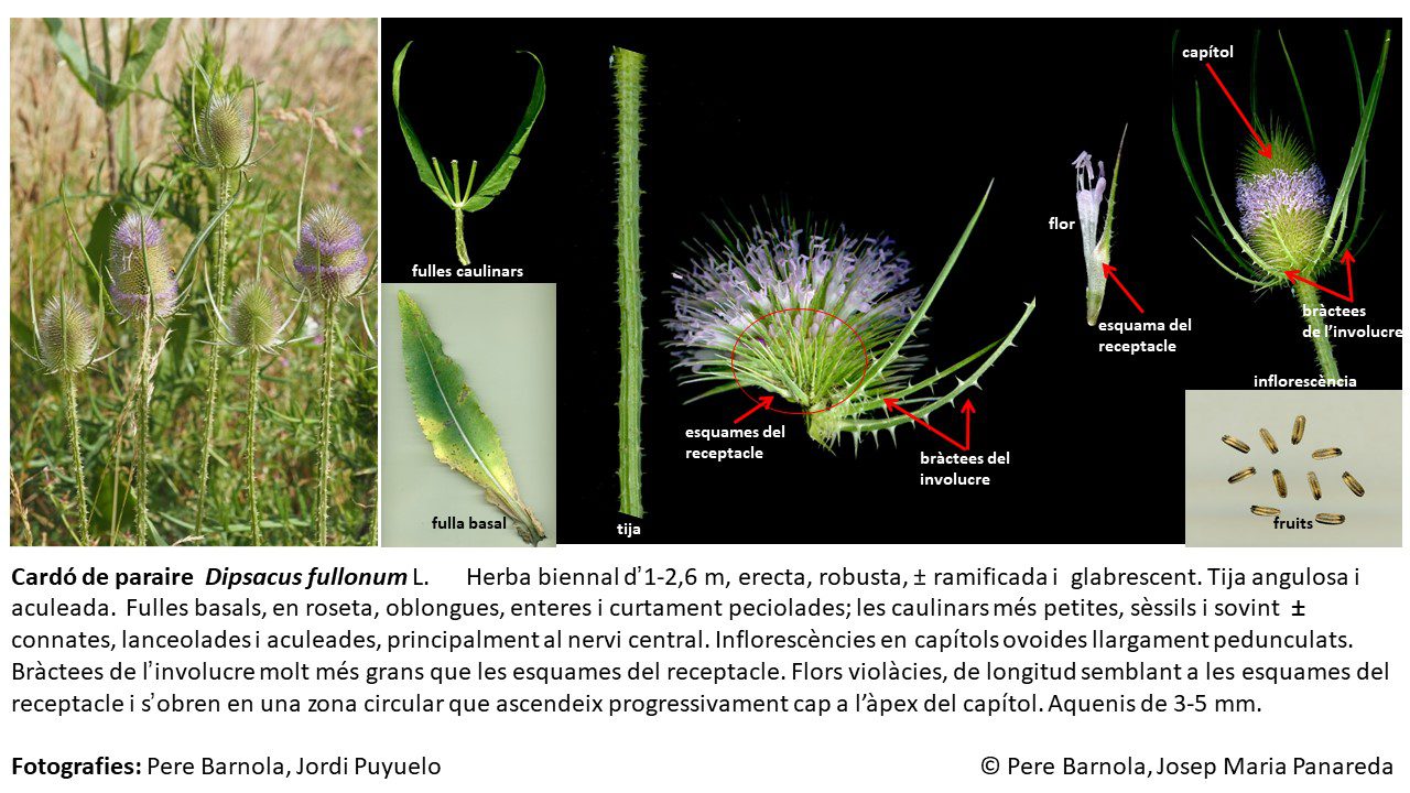 fitxa_Dipsacus_fullonum