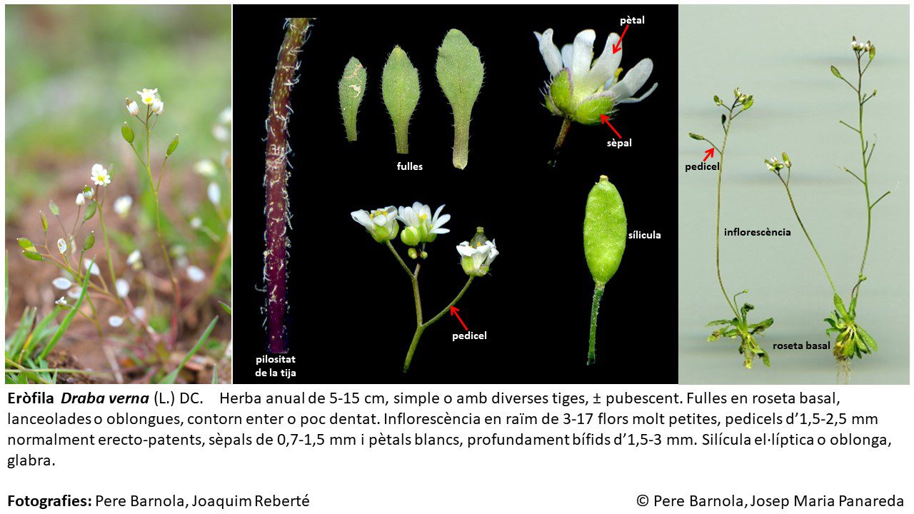 fitxa_Draba_verna