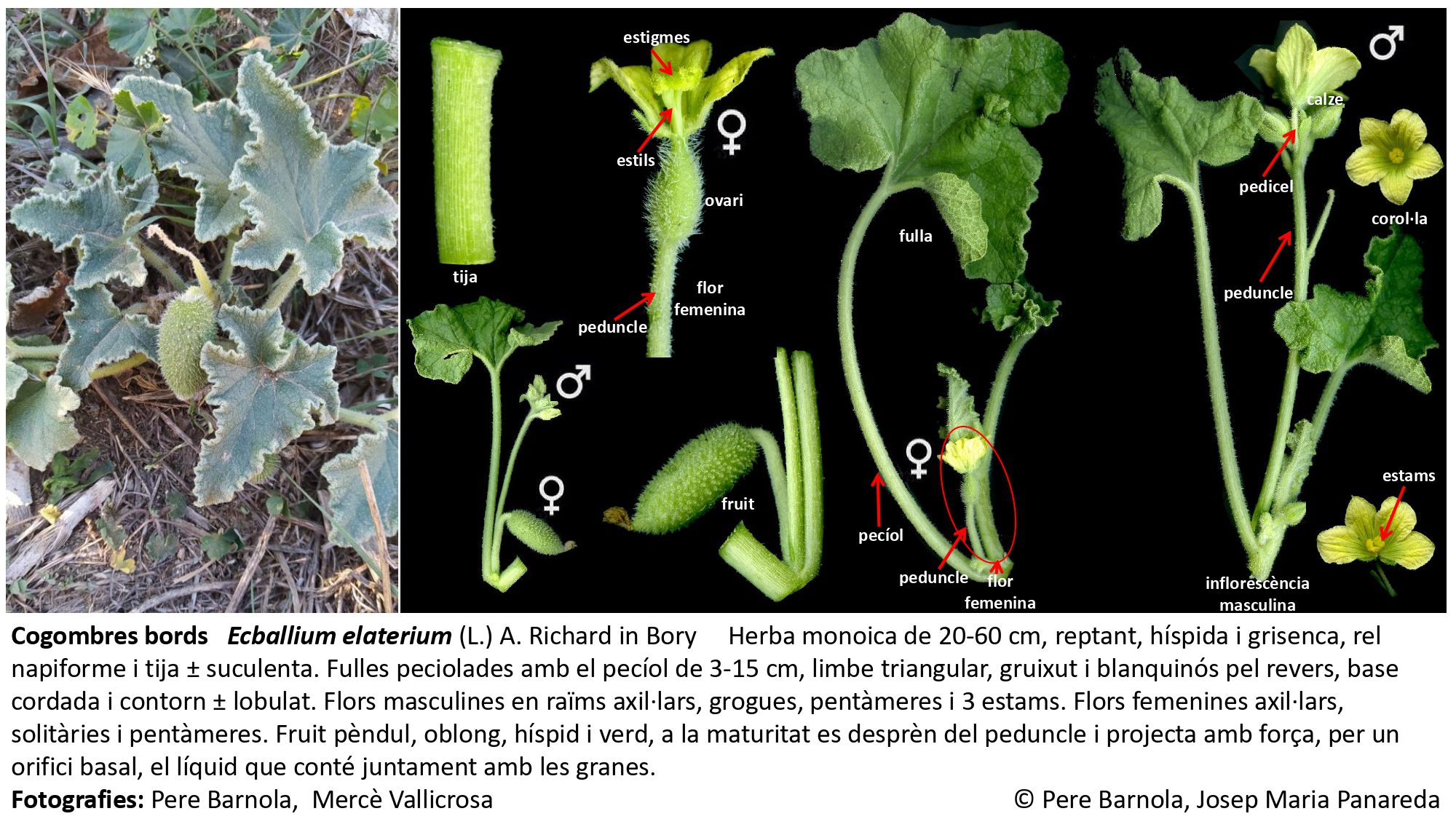 fitxa_Ecballium_elaterium
