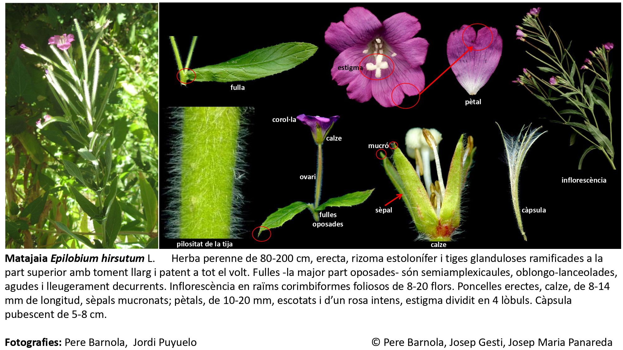 fitxa_Epilobium_hirsutum