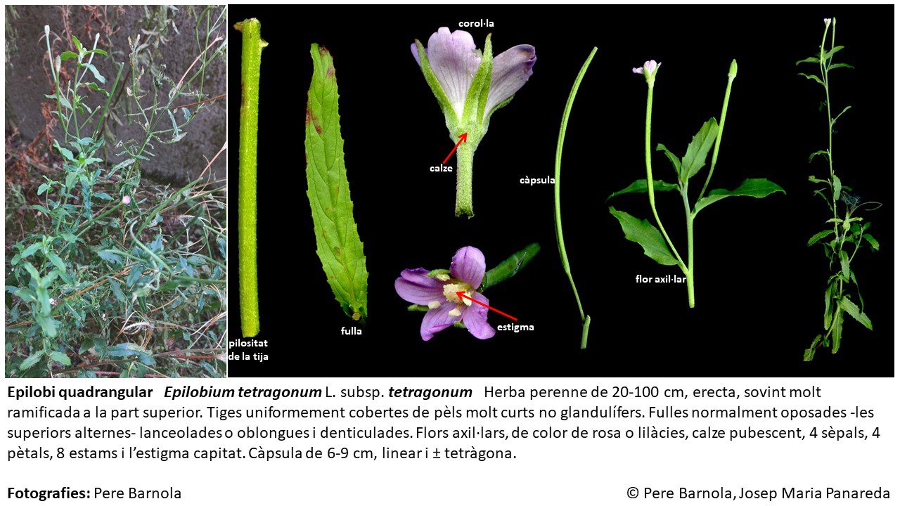 fitxa_Epilobium_tetragonum_tetragonum