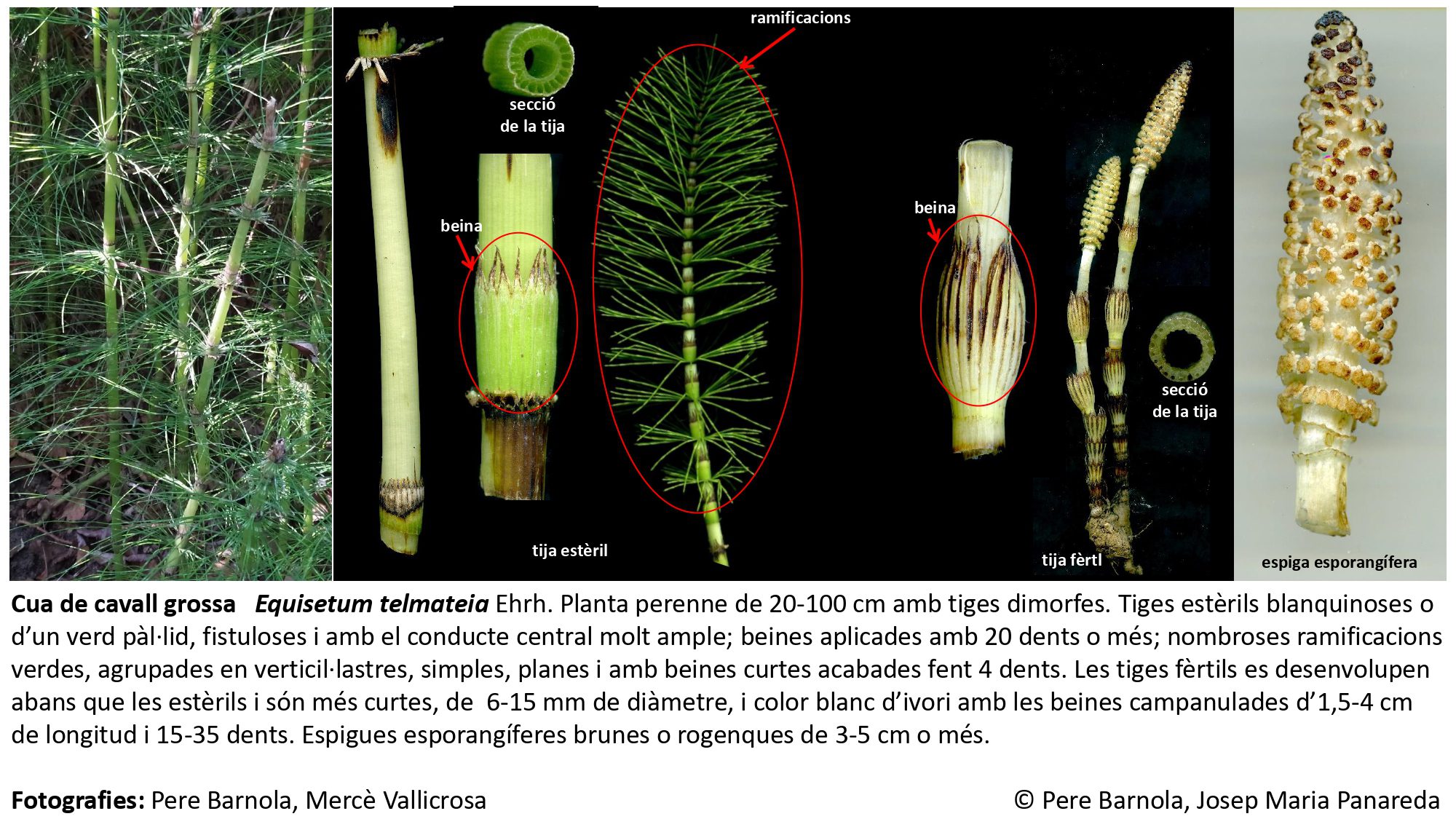 fitxa_Equisetum_telmateia