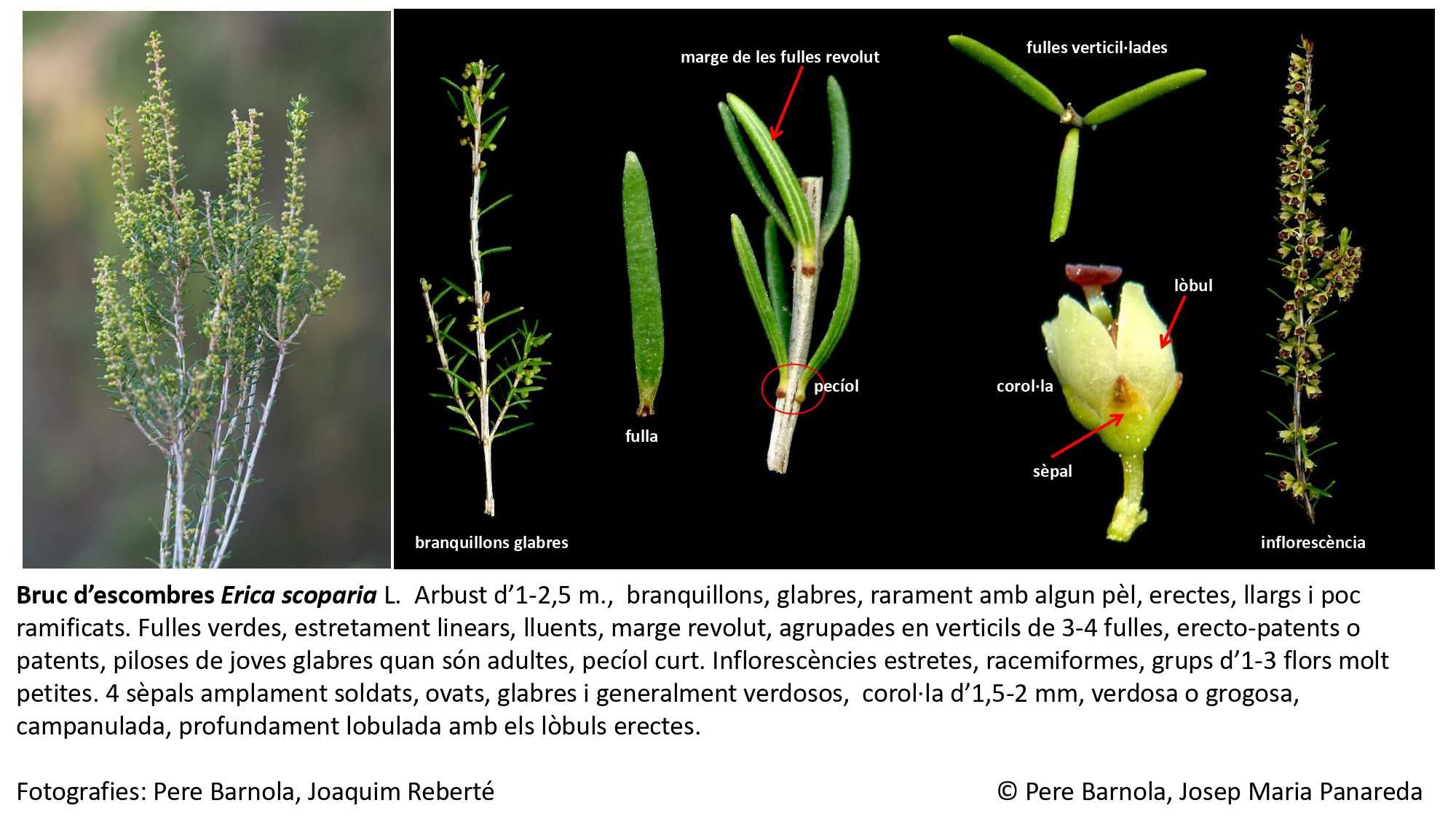 fitxa_Erica_scoparia_scoparia