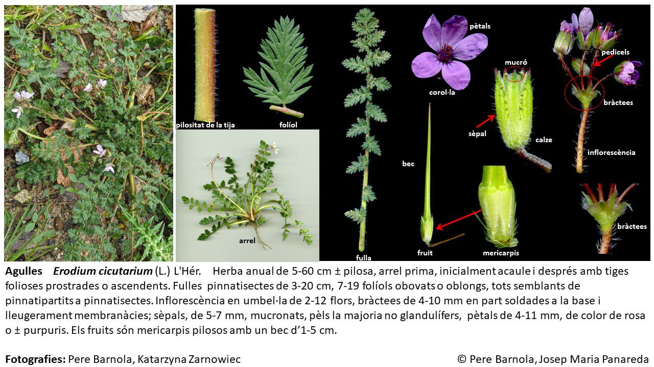 fitxa_Erodium_cicutarium