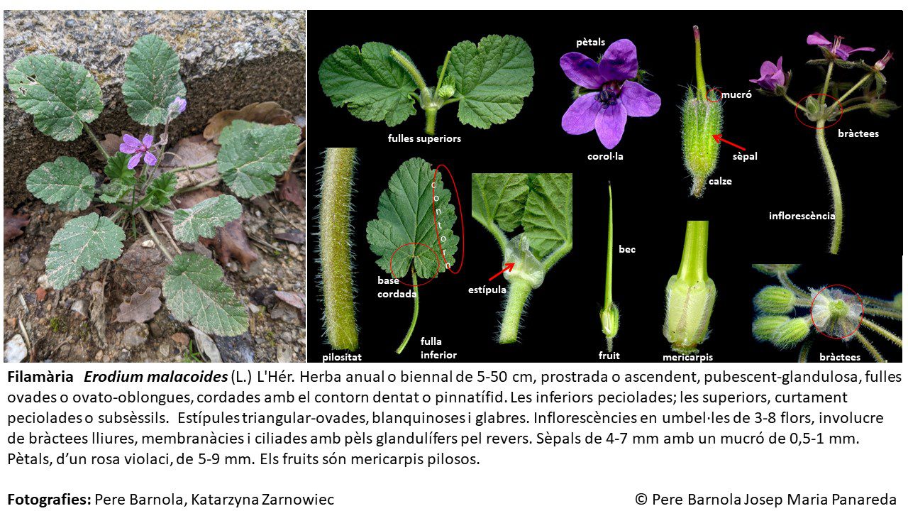fitxa_Erodium_malacoides
