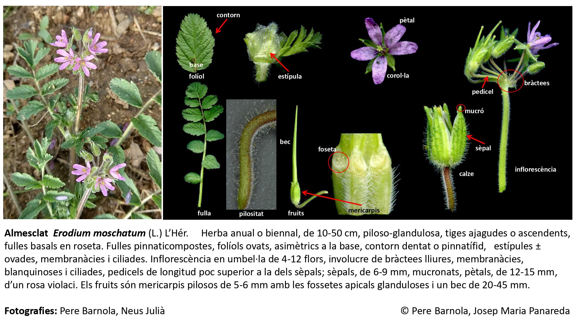 fitxa_Erodium_moschatum