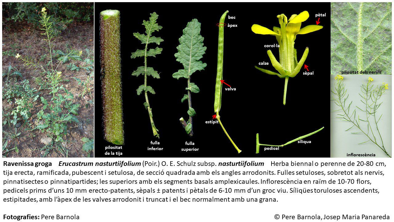 fitxa_Erucastrum_nasturtiifolium_nasturtiifolium
