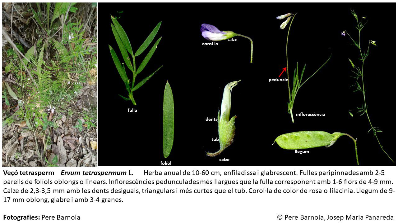 fitxa_Ervum_tetraspermum