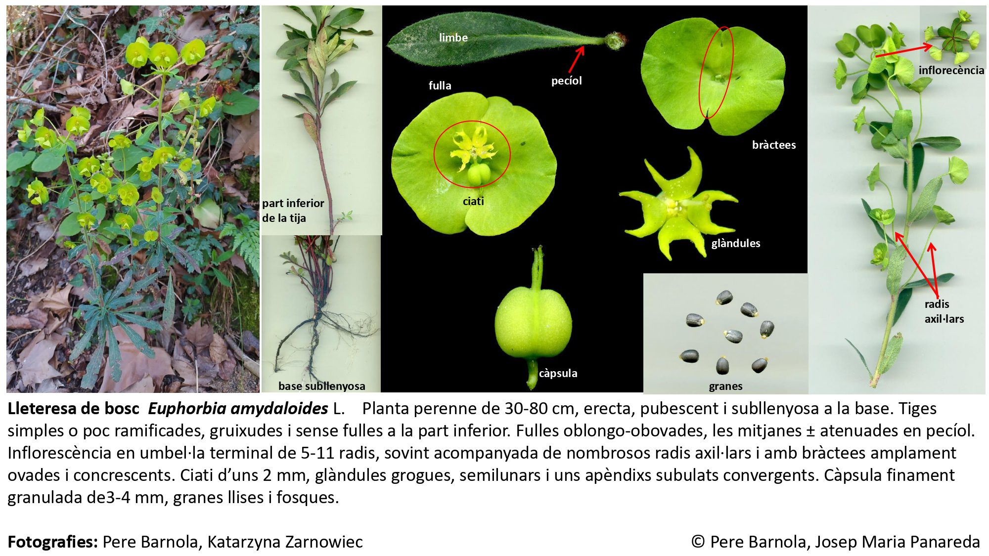 fitxa_Euphorbia_amygdaloides_amygdaloides