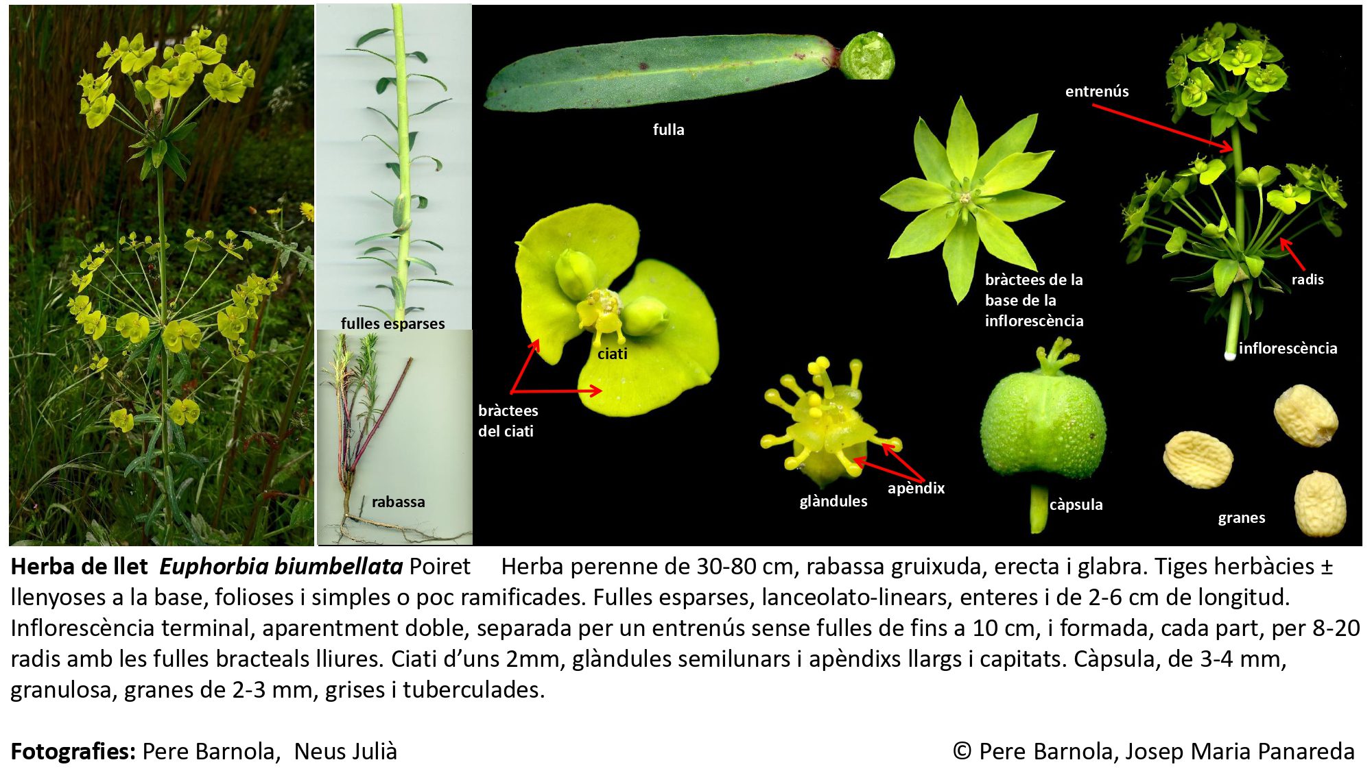 fitxa_Euphorbia_biumbellata