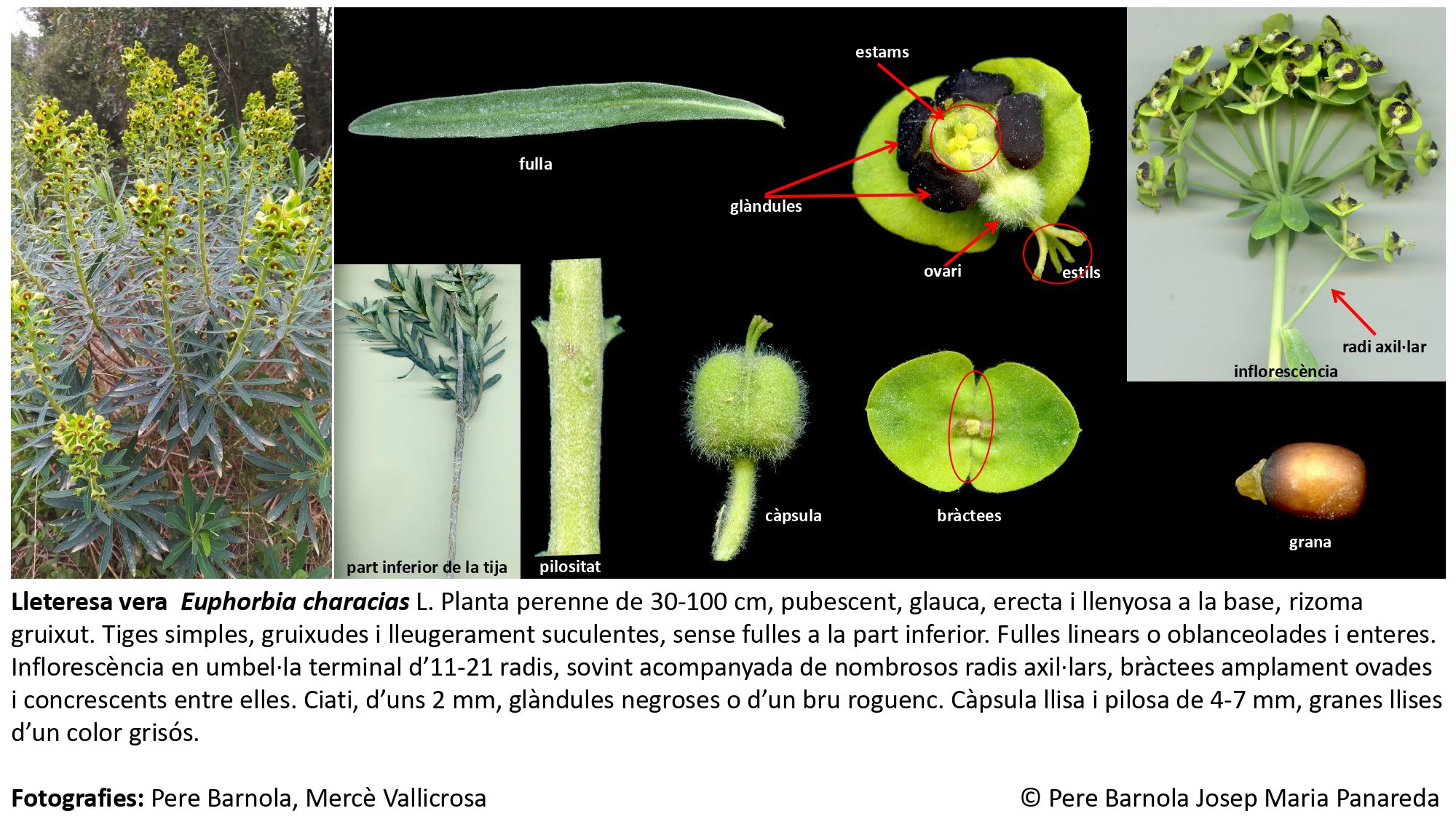 fitxa_Euphorbia_characias_characias