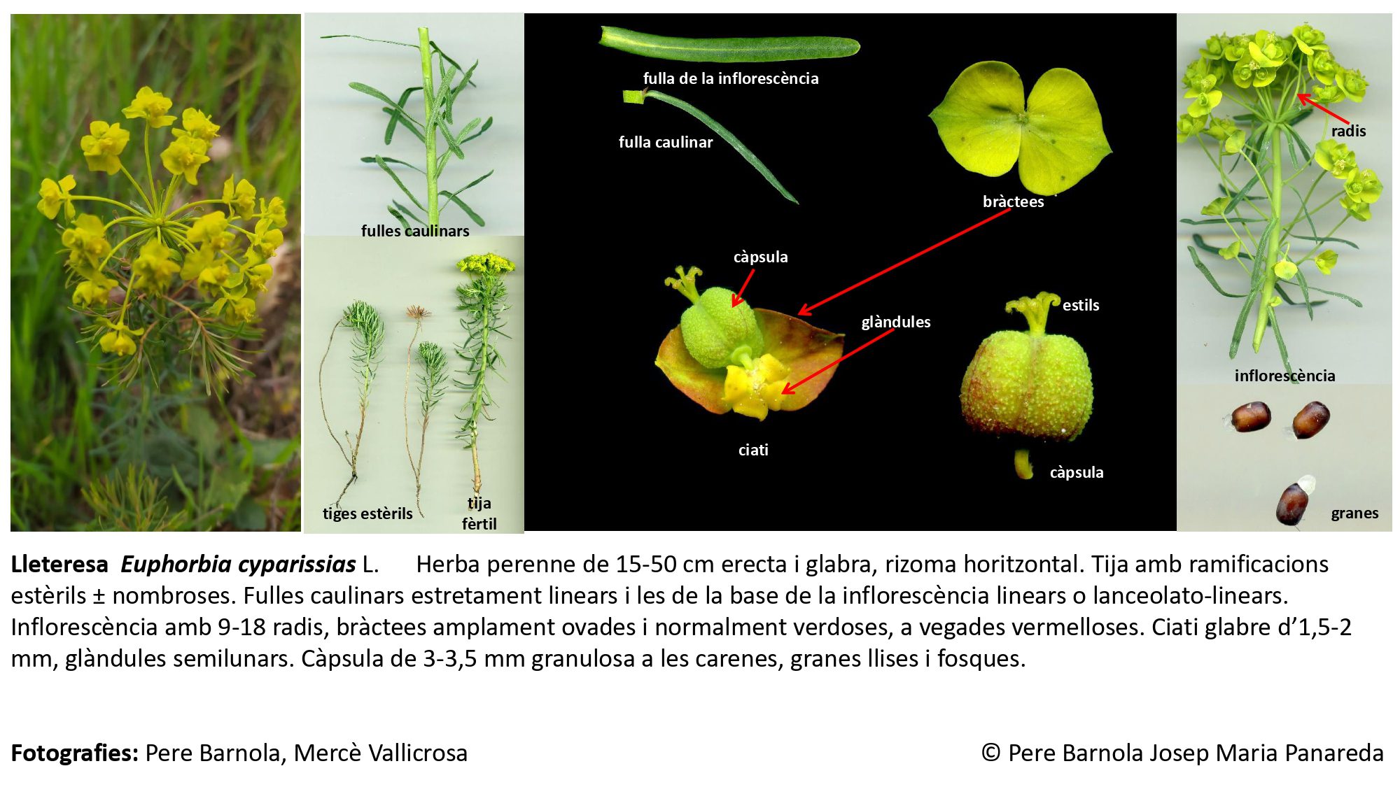 fitxa_Euphorbia_cyparissias