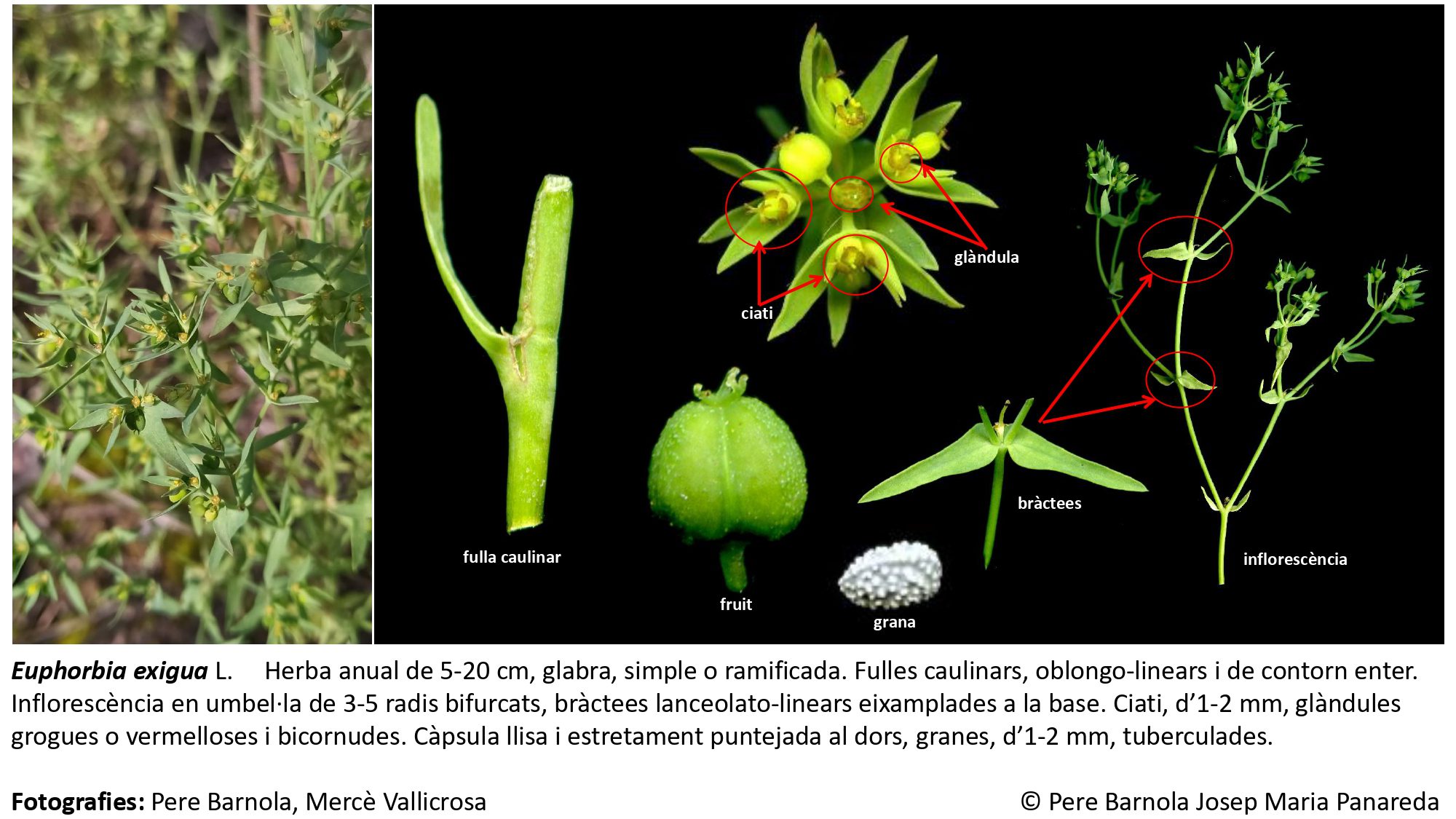 fitxa_Euphorbia_exigua_exigua