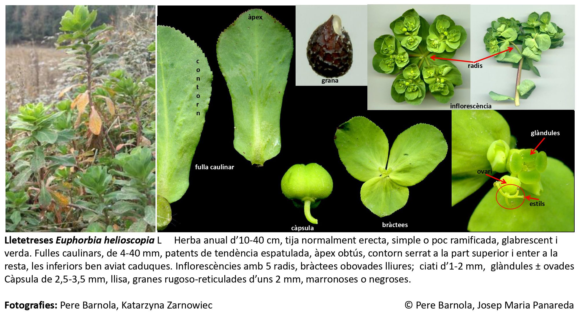 fitxa_Euphorbia_helioscopia_helioscopia