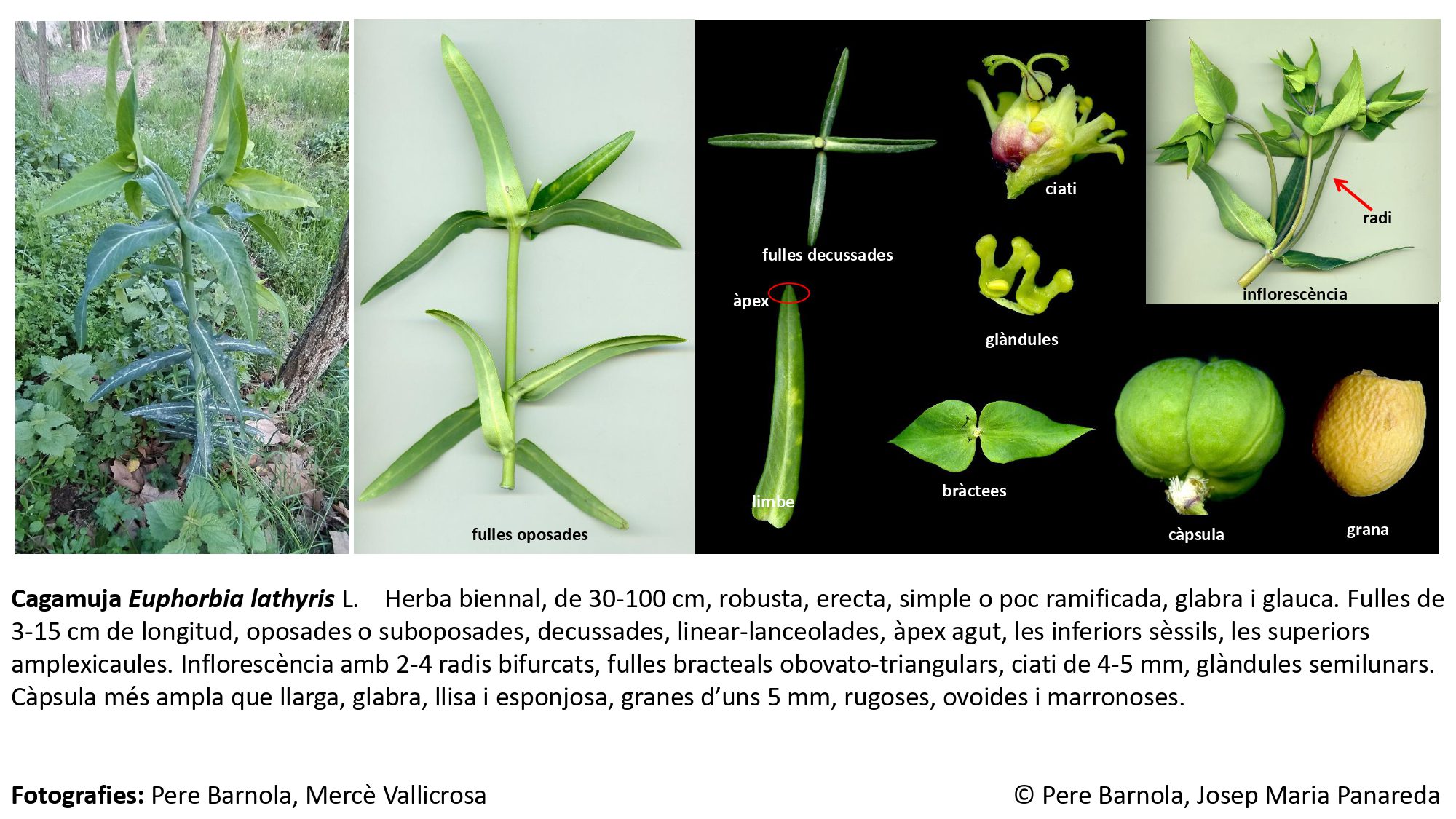 fitxa_Euphorbia_lathyris