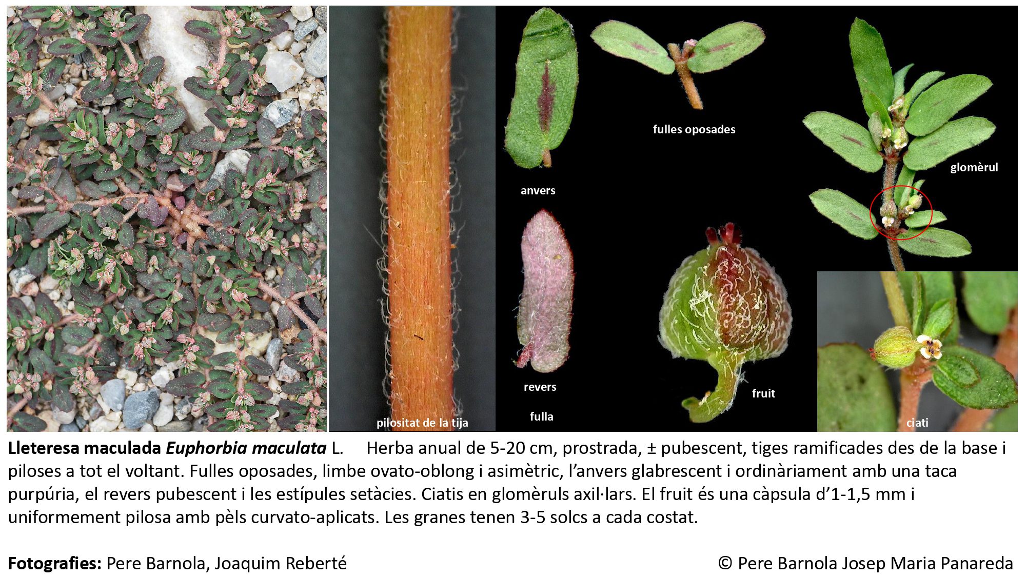 fitxa_Euphorbia_maculata