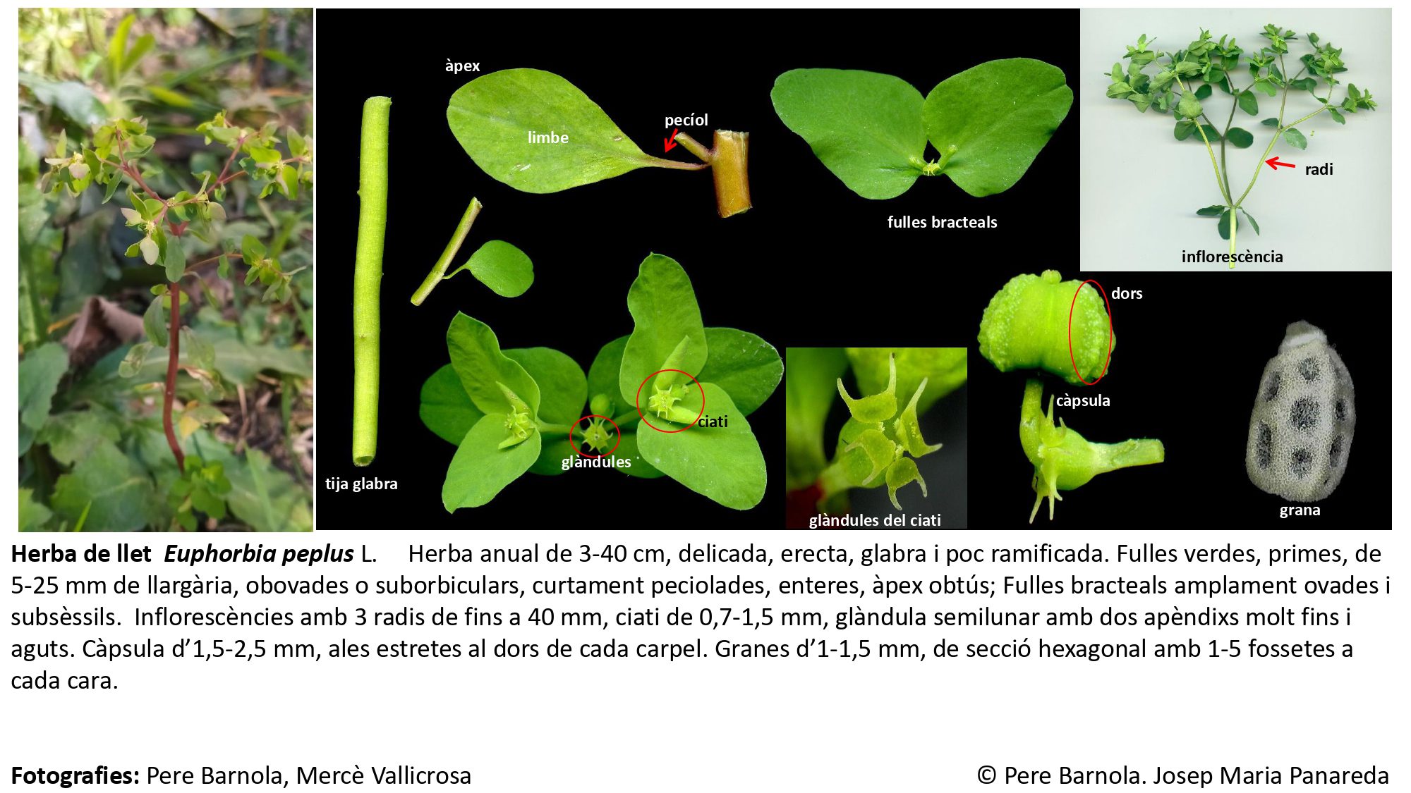 fitxa_Euphorbia_peplus