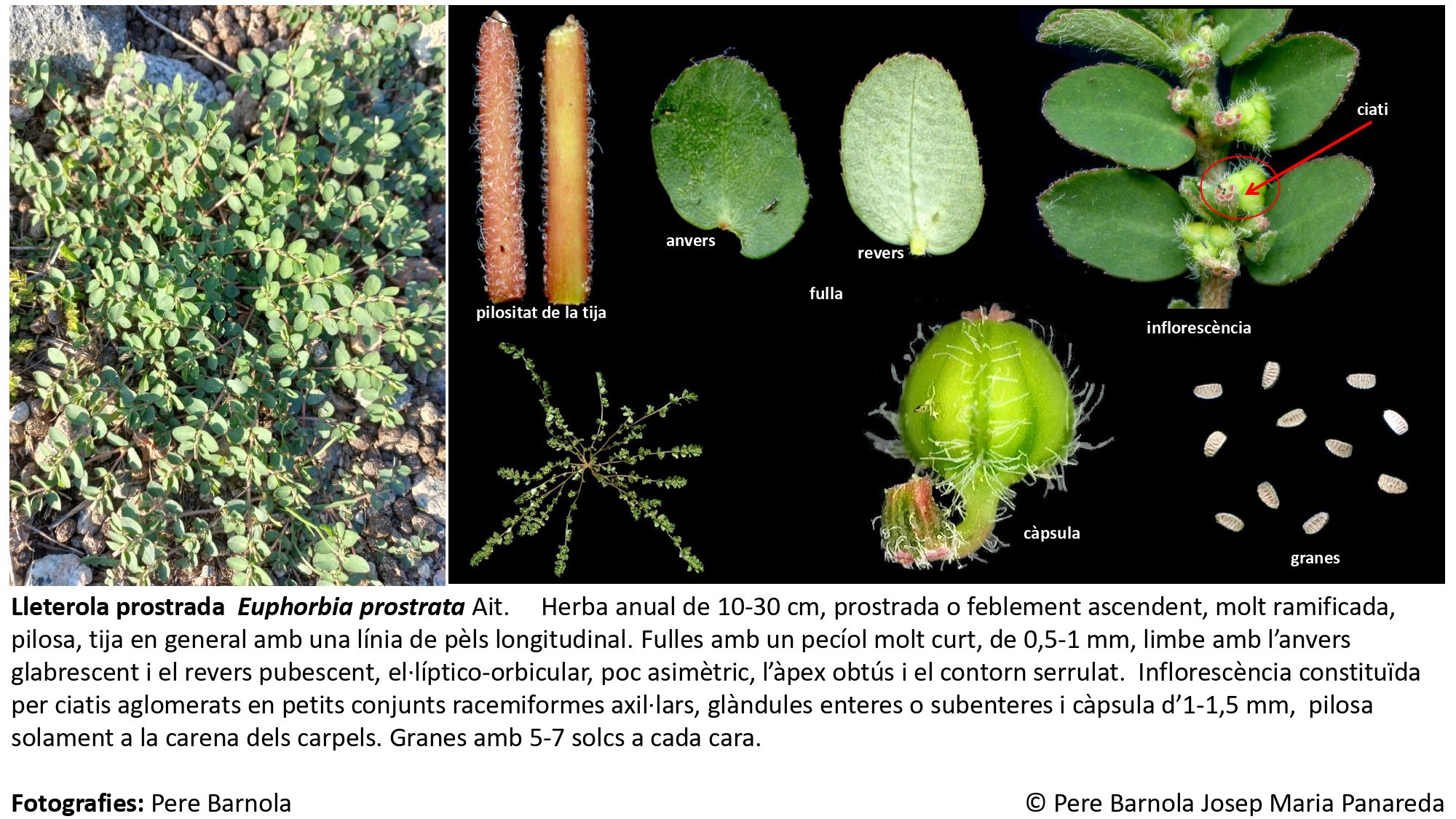 fitxa_Euphorbia_prostrata