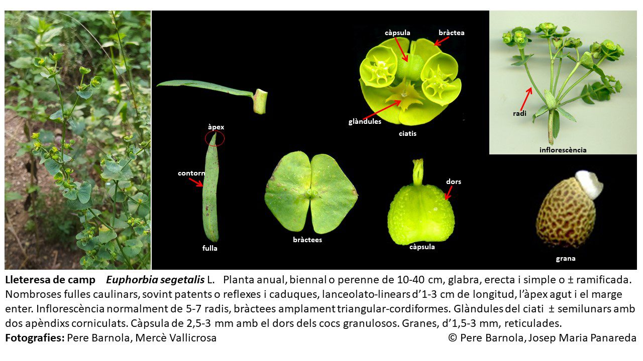 fitxa_Euphorbia_segetalis