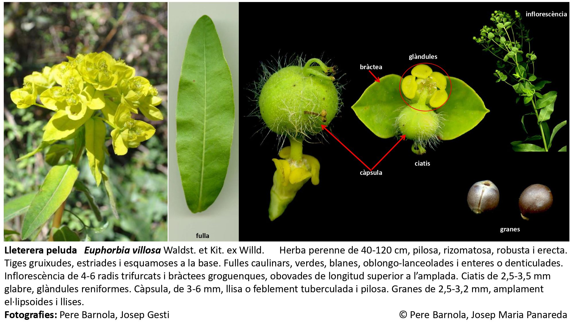 fitxa_Euphorbia_villosa