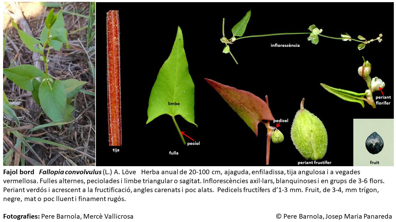 fitxa_Fallopia_convolvulus