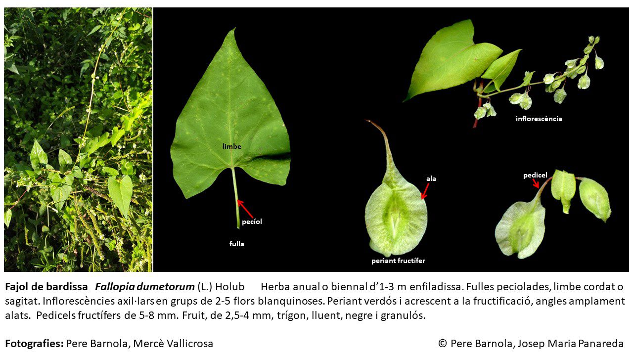fitxa_Fallopia_dumetorum