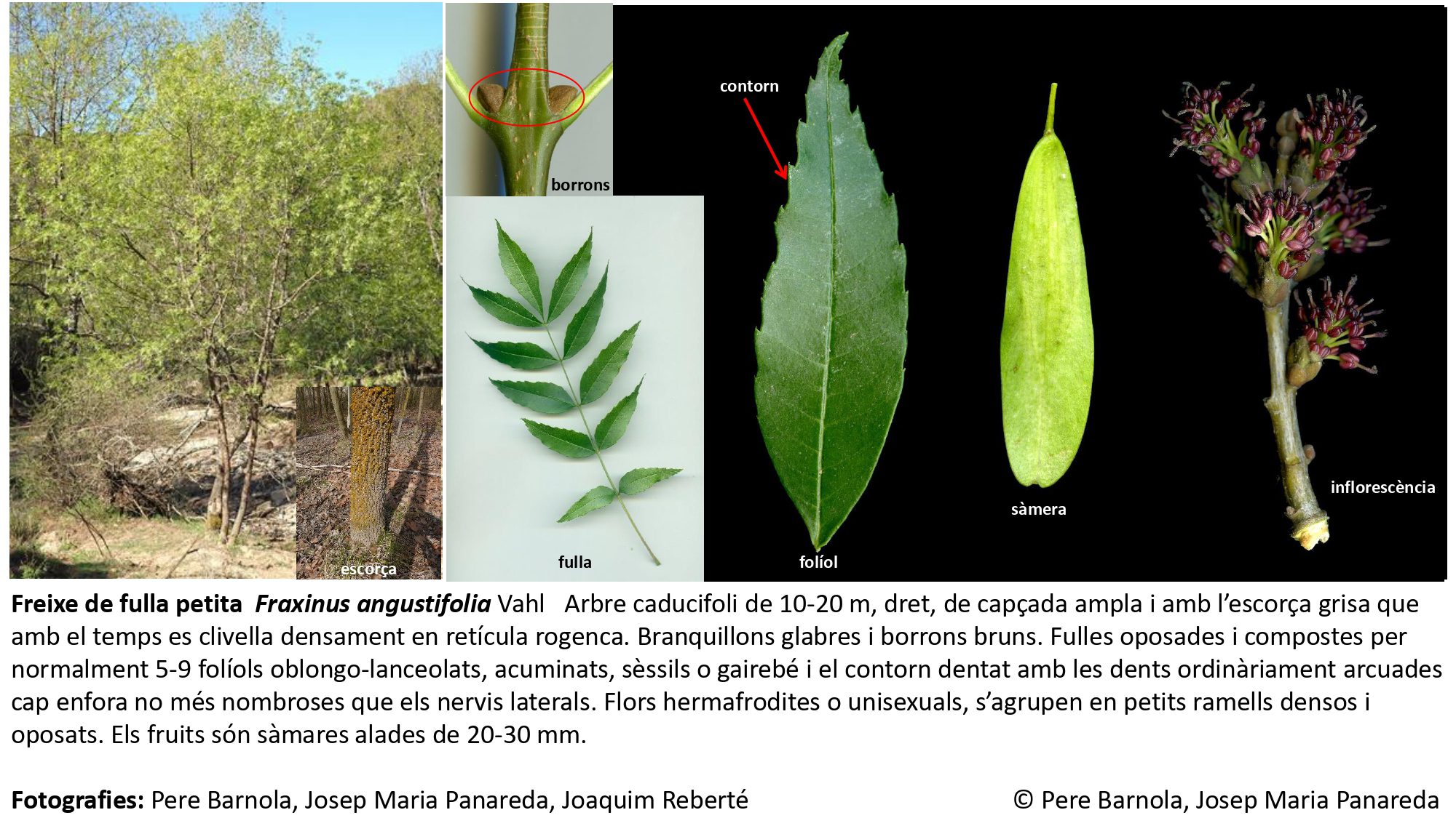 fitxa_Fraxinus_angustifolia
