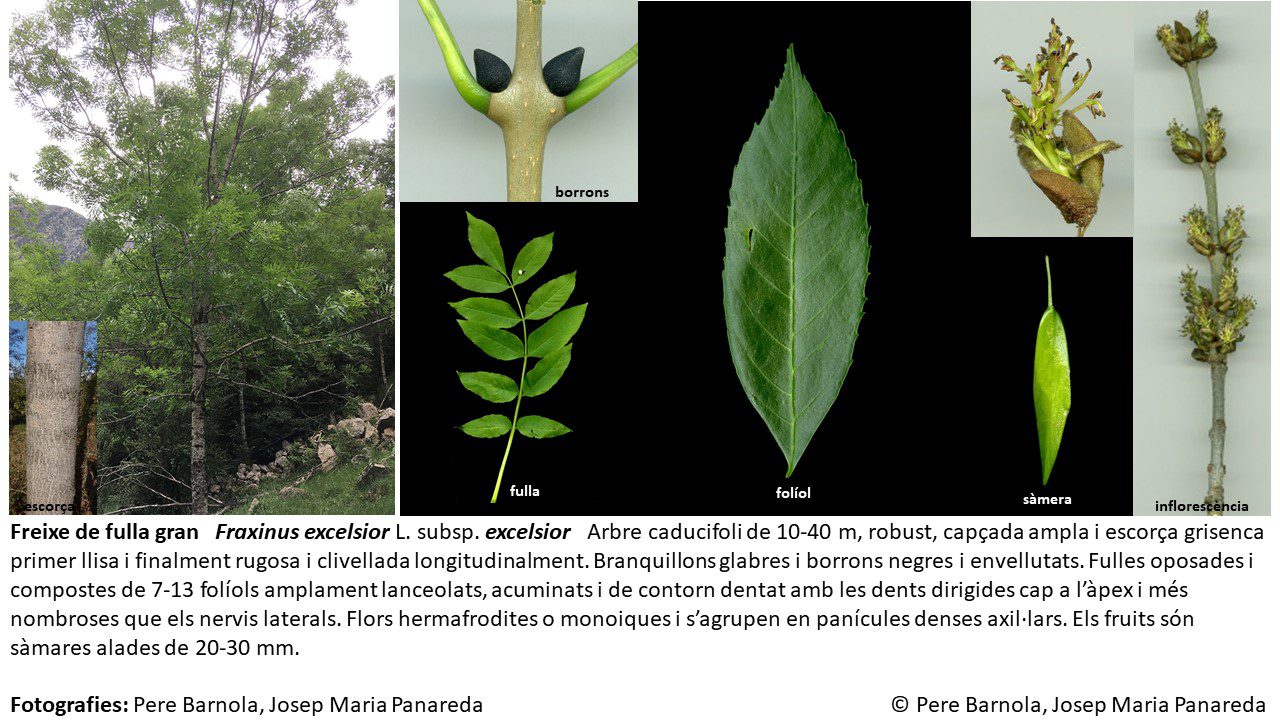 fitxa_Fraxinus_excelsior_excelsior