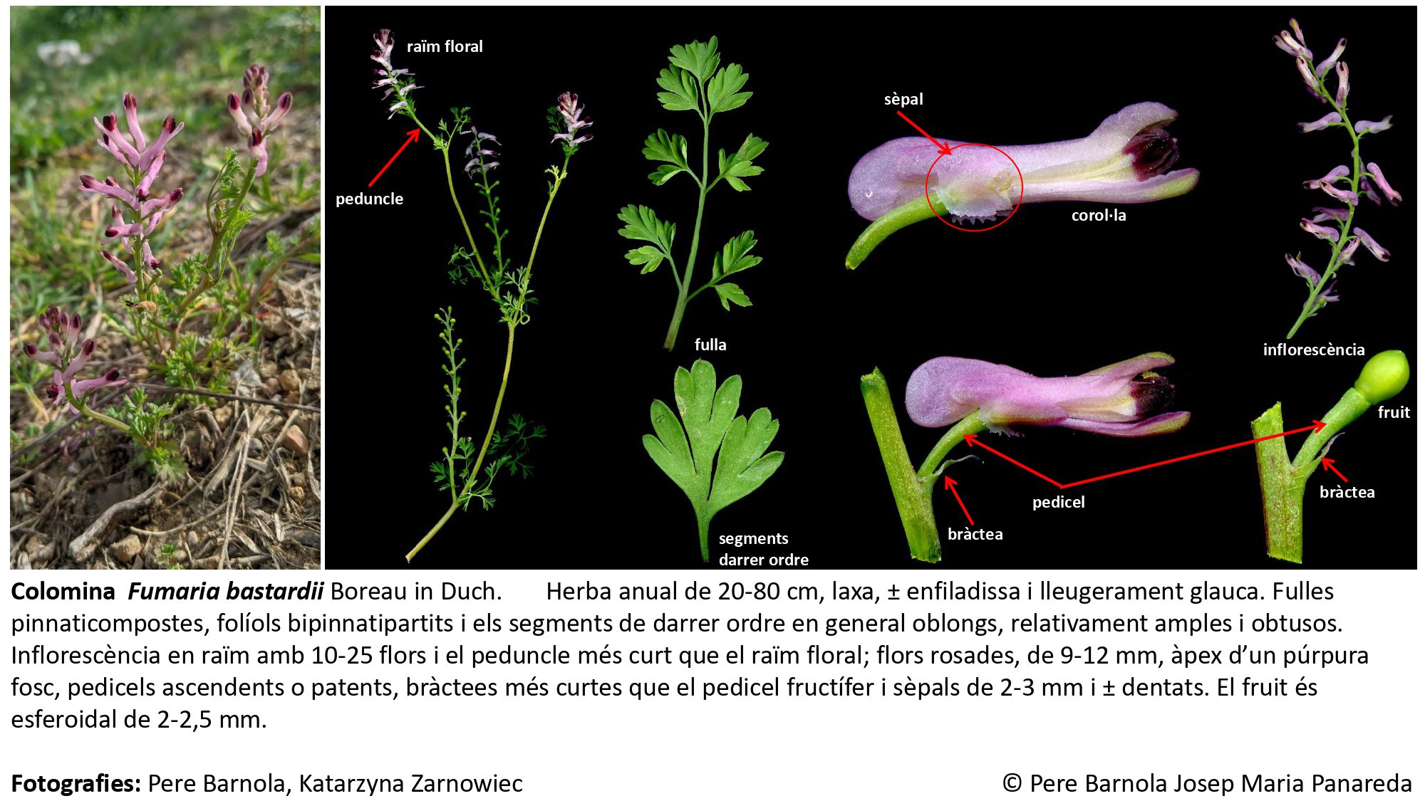 fitxa_Fumaria_bastardii