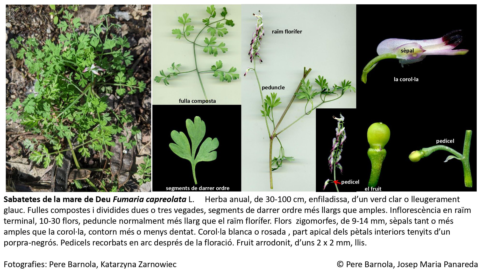 fitxa_Fumaria_capreolata