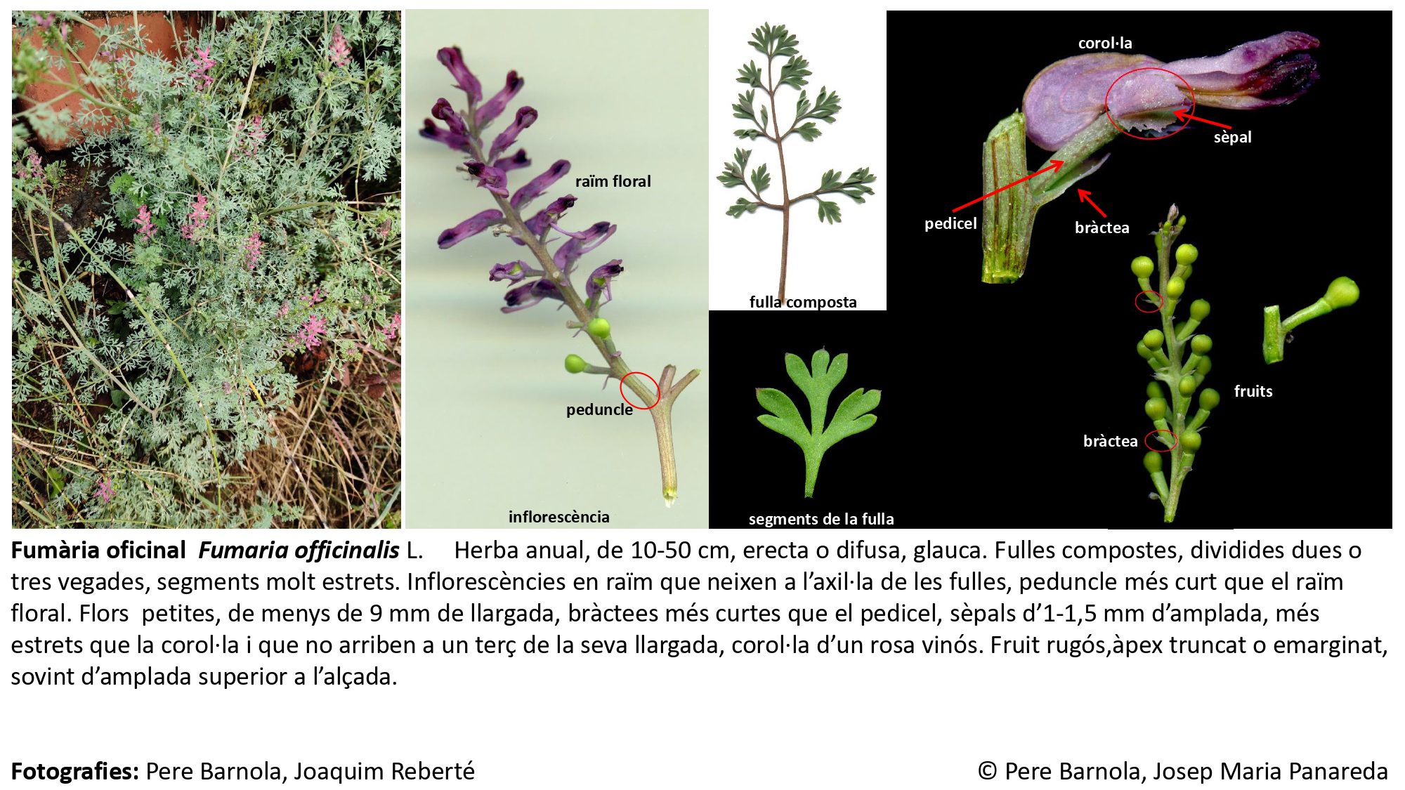 fitxa_Fumaria_officinalis_officinalis