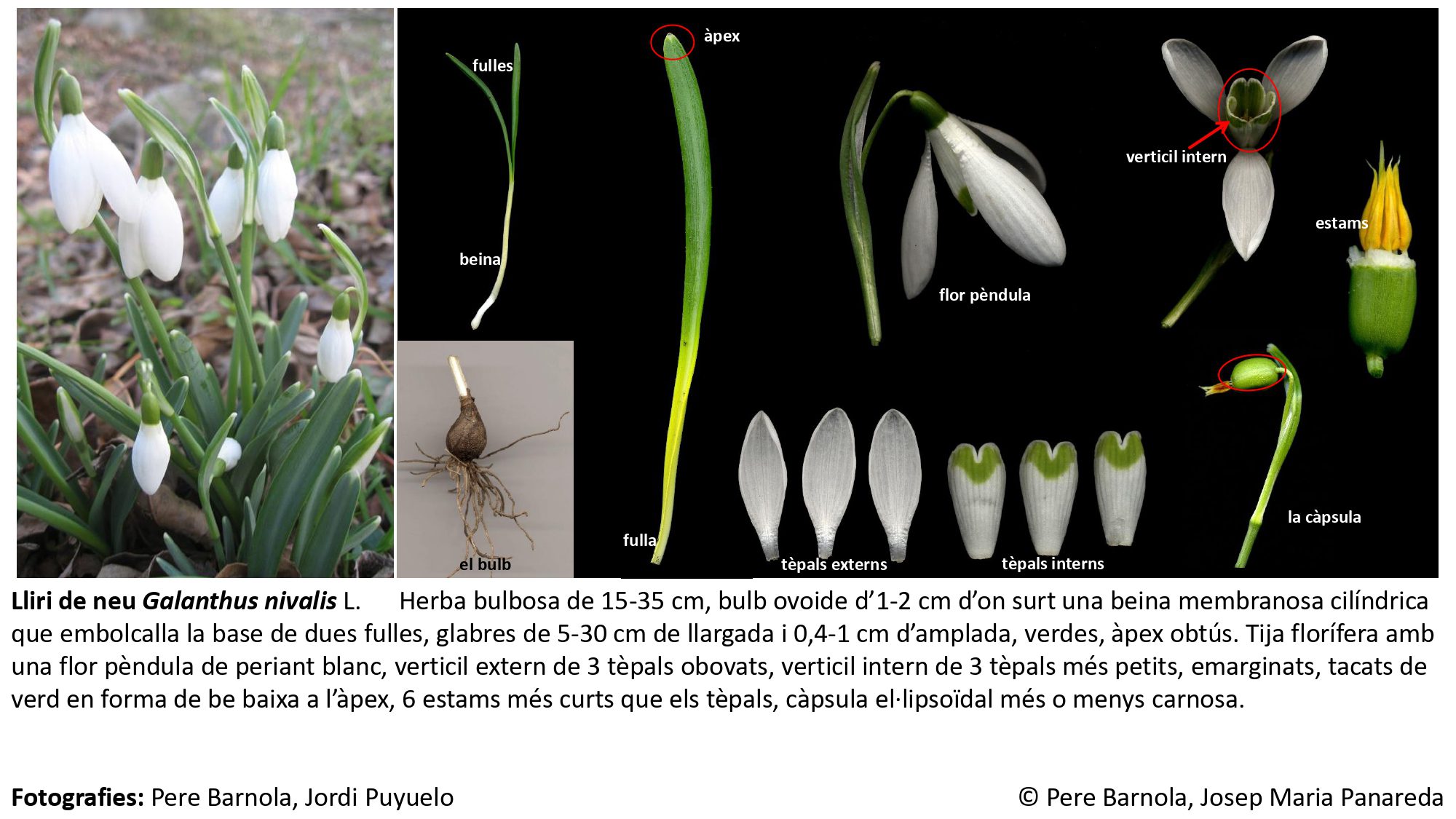 fitxa_Galanthus_nivalis