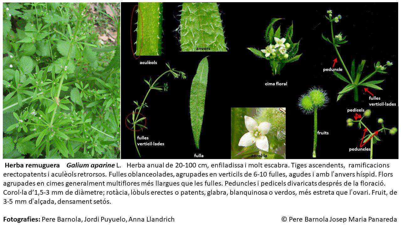 fitxa_Galium_aparine