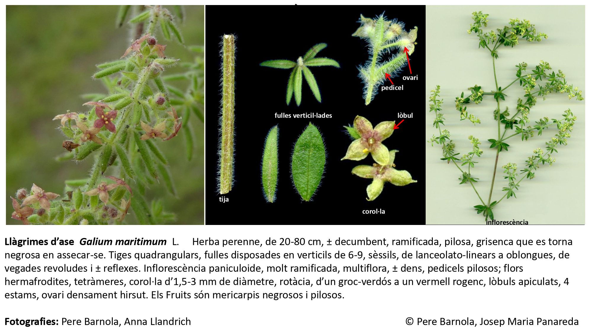 fitxa_Galium_maritimum