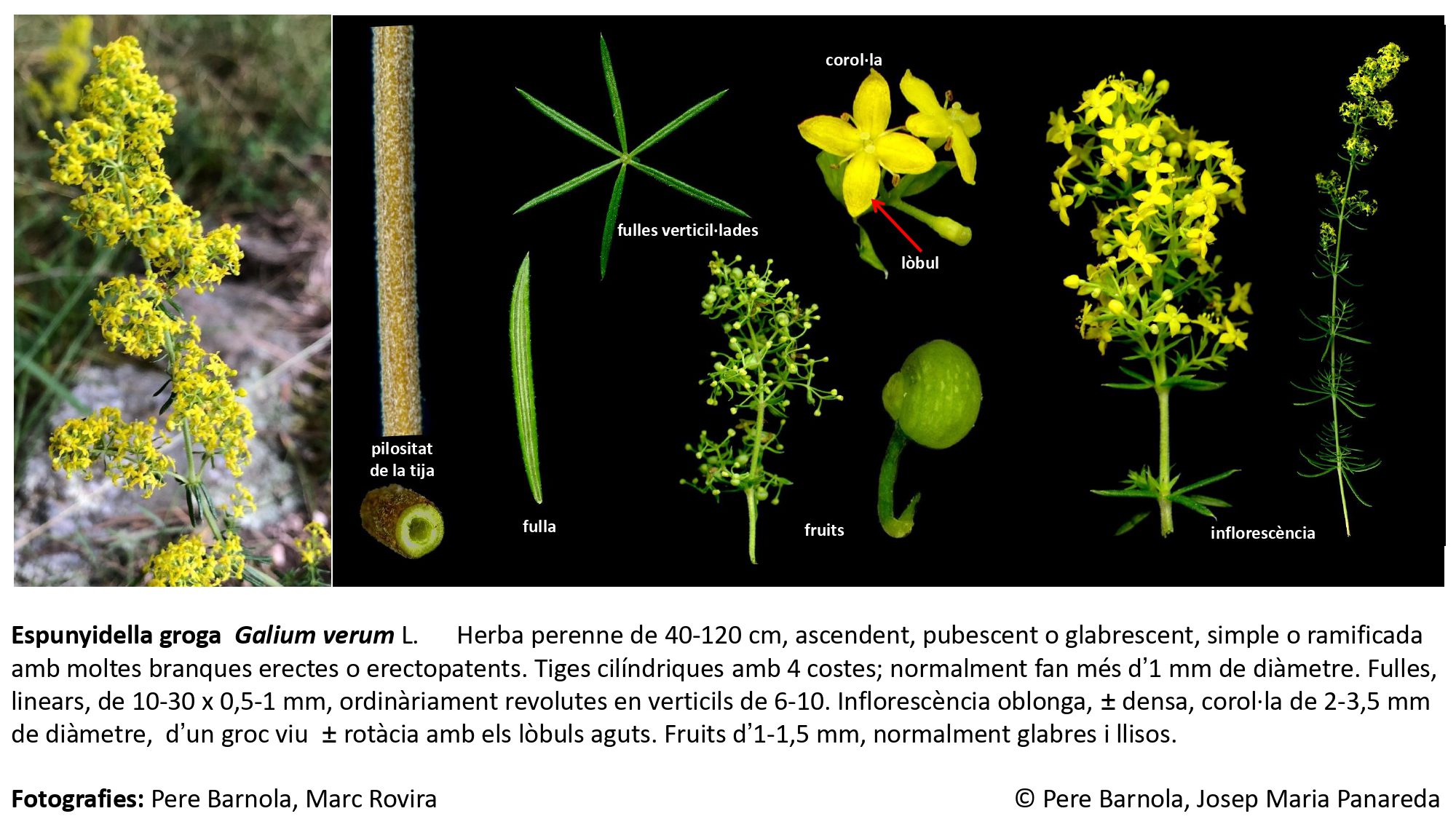 fitxa_Galium_verum_verum