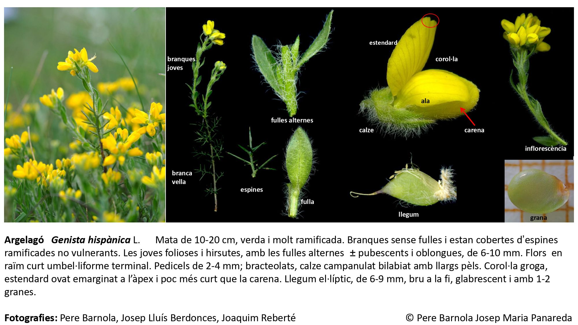 fitxa_Genista_hispanica_hispanica