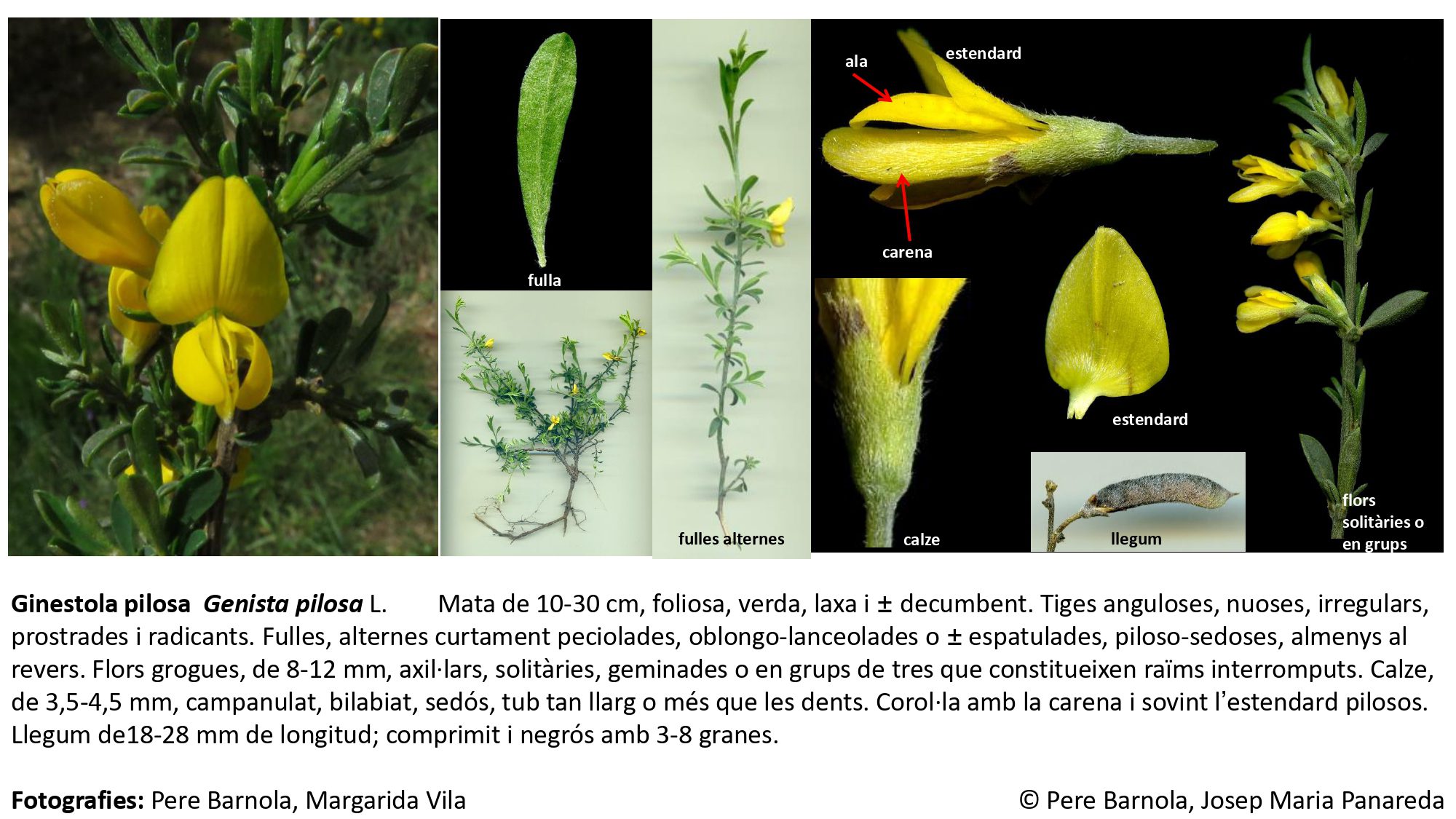 fitxa_Genista_pilosa