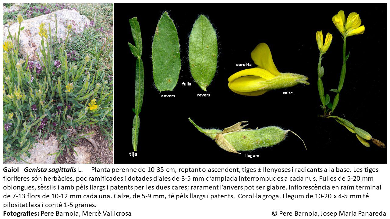 fitxa_Genista_sagittalis