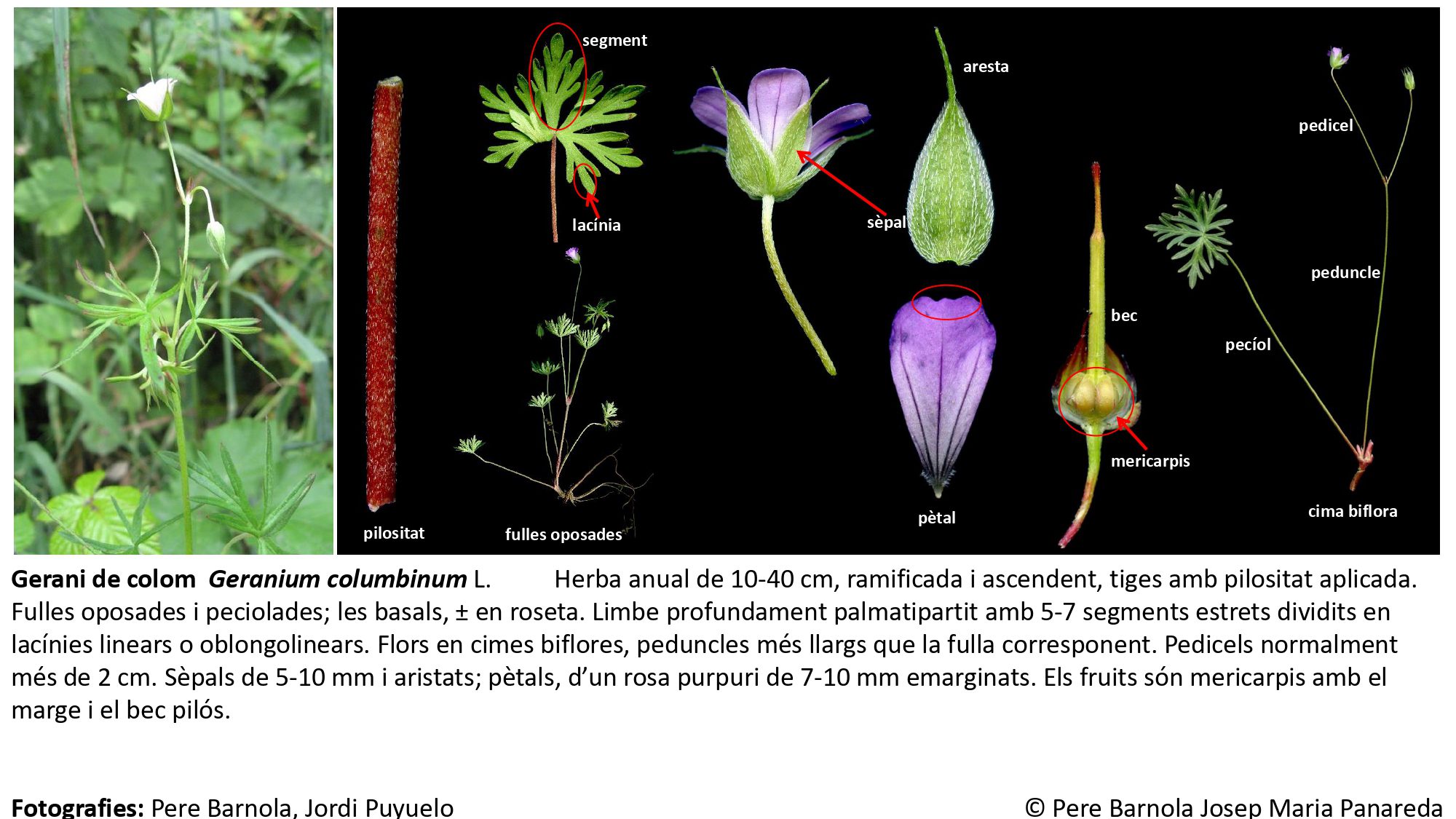 fitxa_Geranium_columbinum
