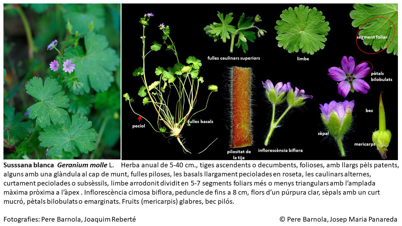 fitxa_Geranium_molle