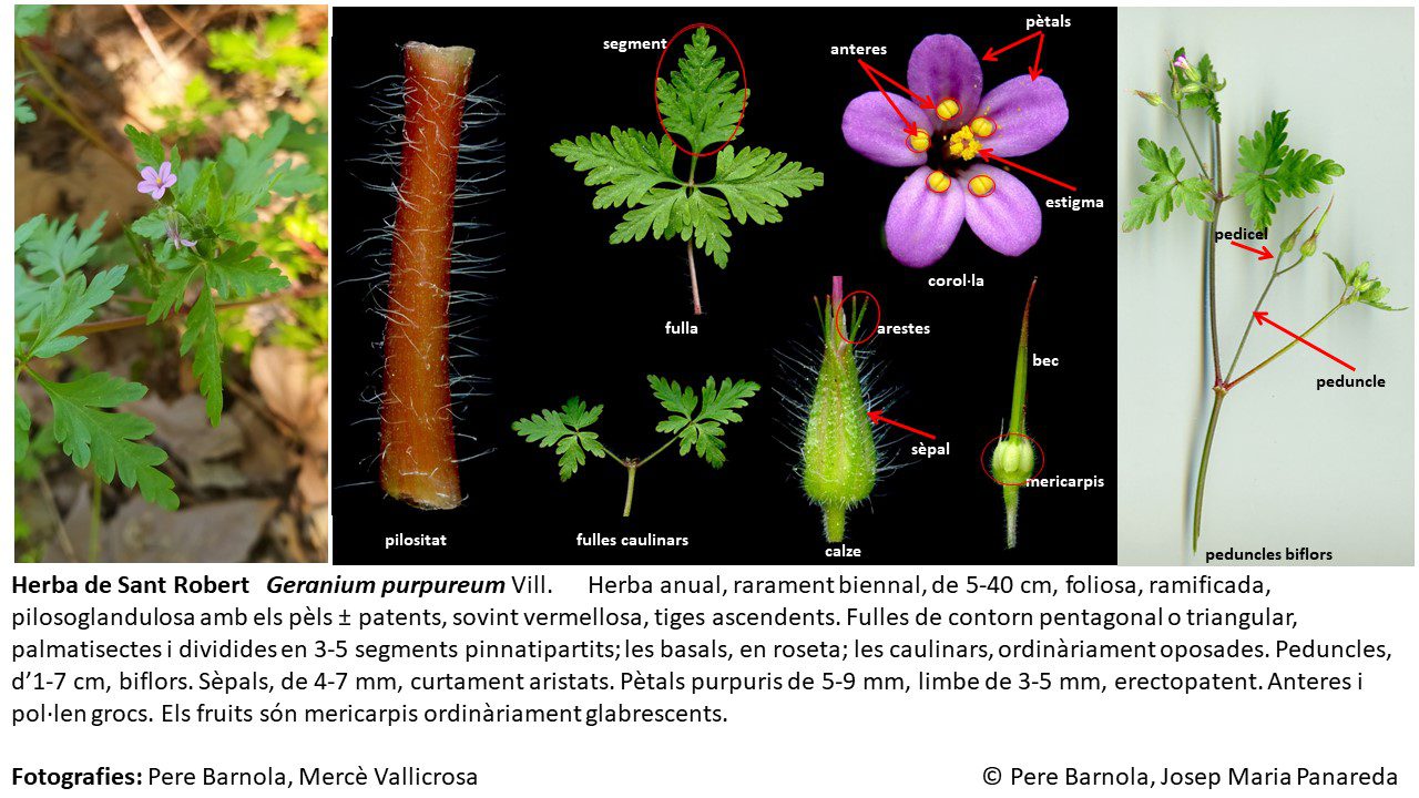 fitxa_Geranium_purpureum