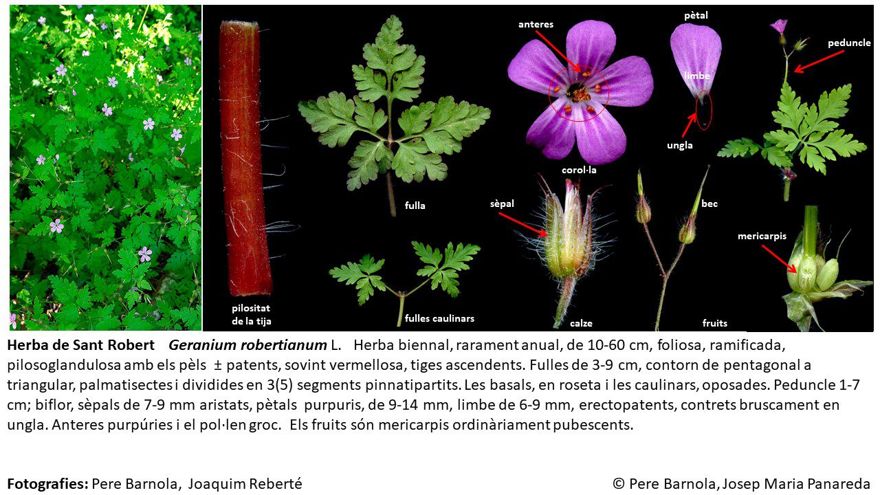 fitxa_Geranium_robertianum