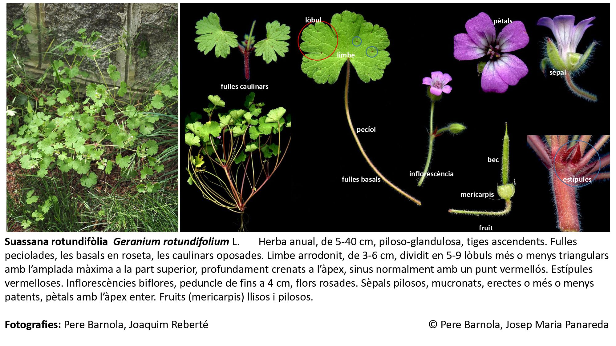fitxa_Geranium_rotundifolium