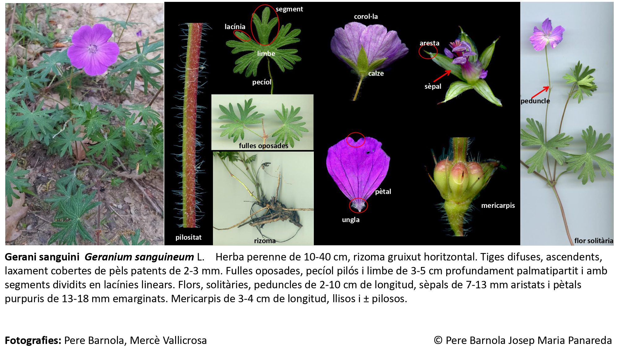 fitxa_Geranium_sanguineum