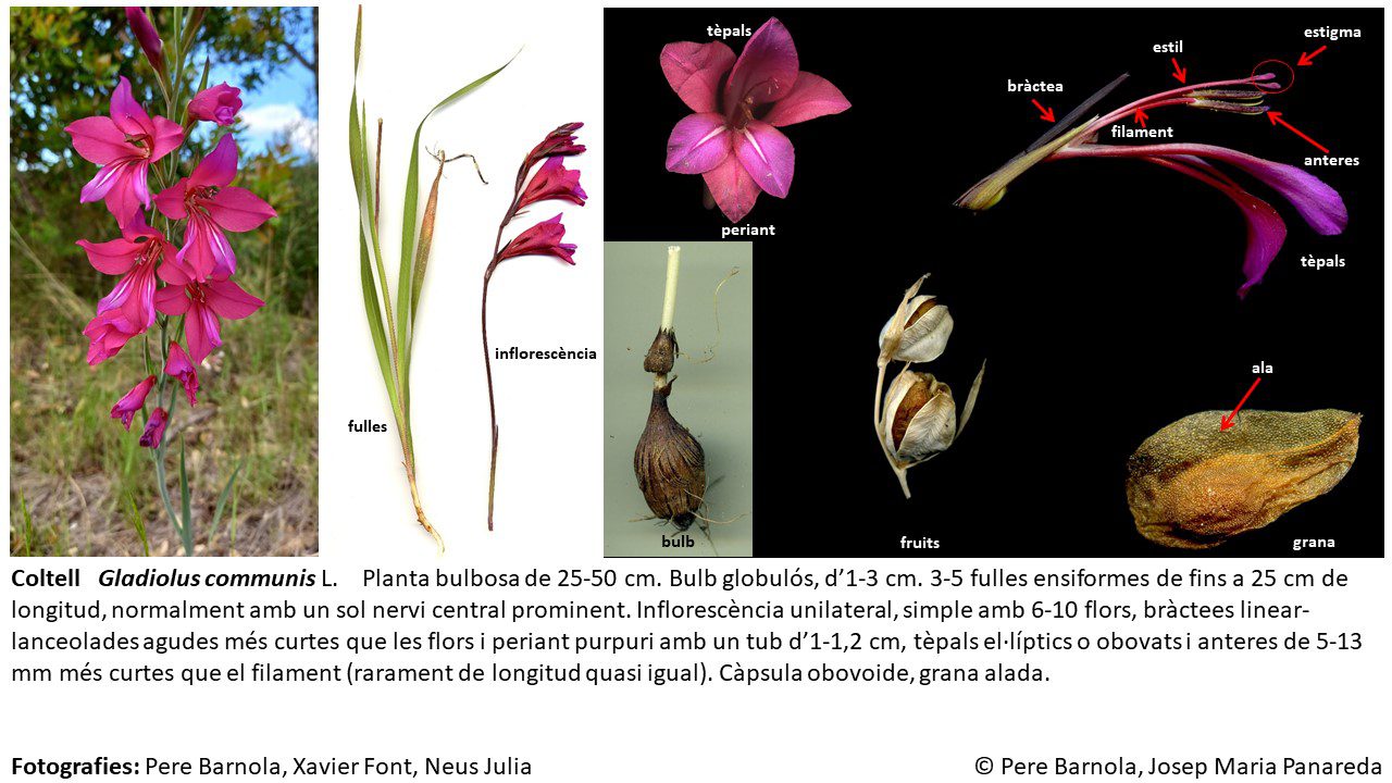fitxa_Gladiolus_communis