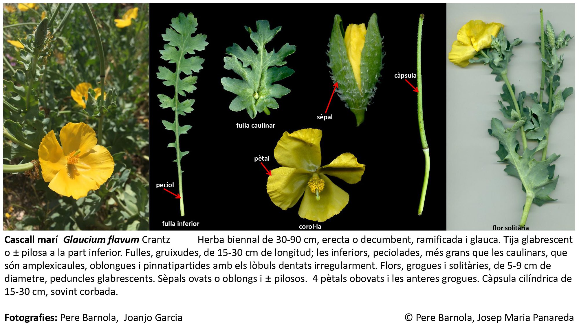 fitxa_Glaucium_flavum