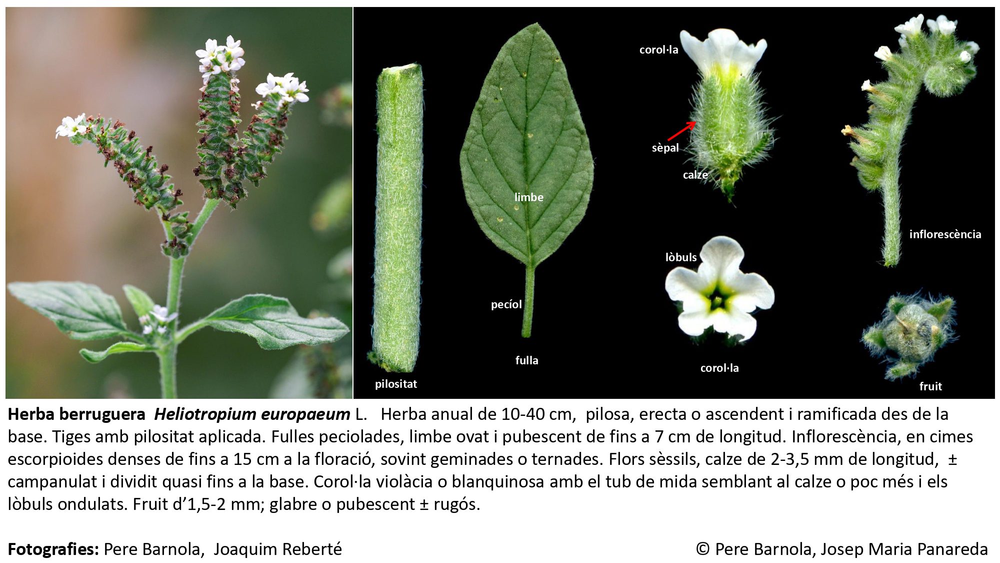 fitxa_Heliotropium_europaeum