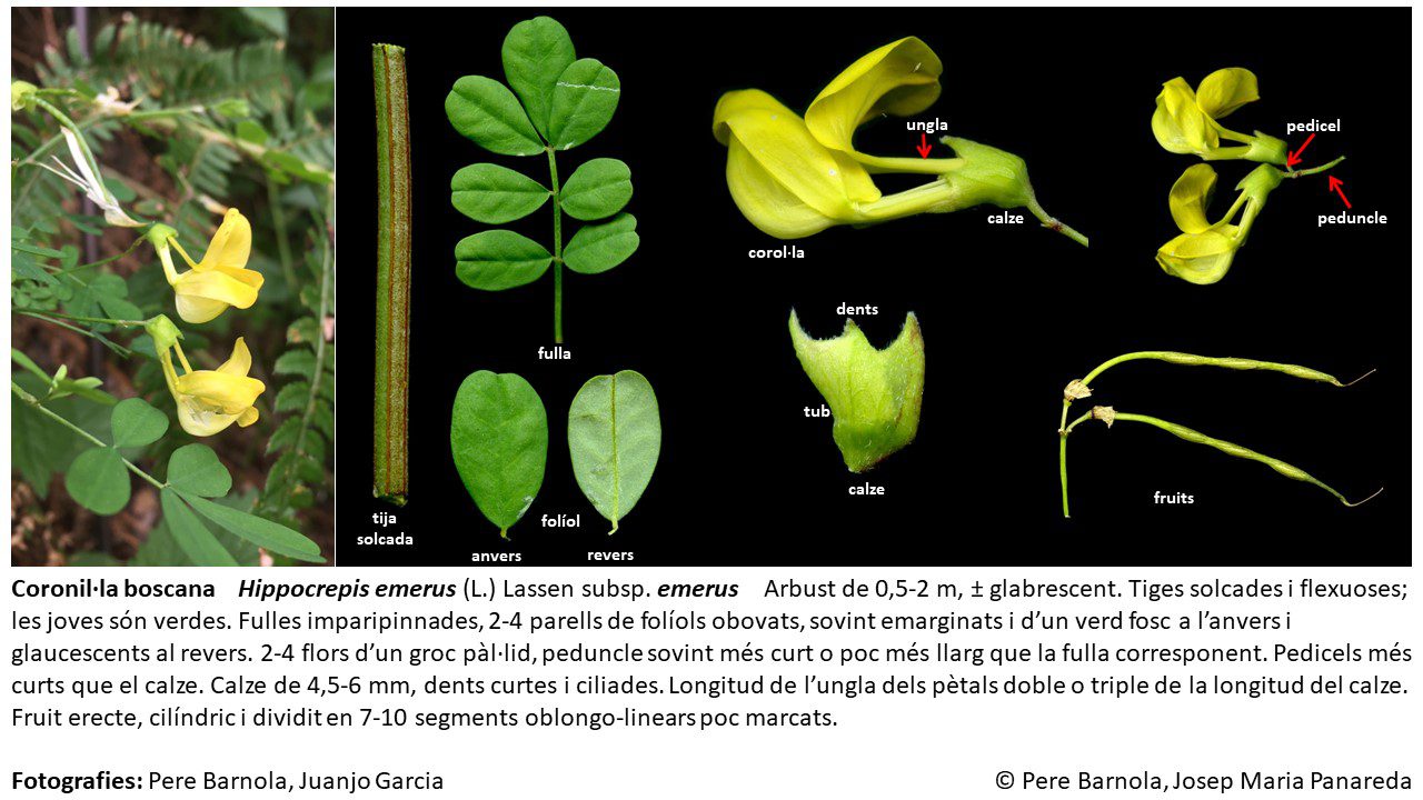 fitxa_Hippocrepis_emerus_emerus