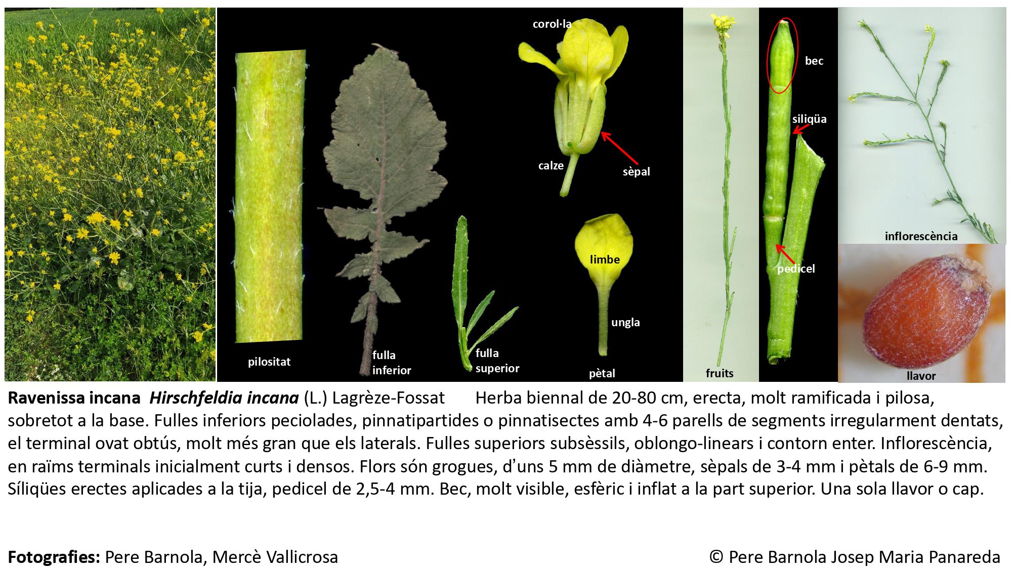 fitxa_Hirschfeldia_incana